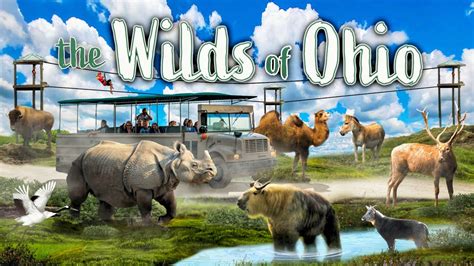 The wilds zoo - SVP of Animal Care and Conservation, The Wilds and Columbus Zoo (ex-officio) Dr. Joe Smith Vice President of The Wilds (ex-officio) 14000 International Rd 